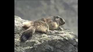 La Marmotte  Documentaire Animalier [upl. by Suivatnom]