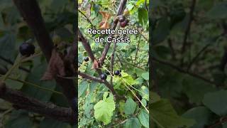 Recette de la gelée de cassis 🌿 confiture recette fruit cassis [upl. by Ryhpez54]