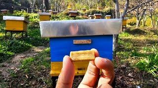 सर्दियों से पहले यह काम जरूर करें  Beekeeping  Do this work before winter  Mountain Honey Bee [upl. by Sternberg47]