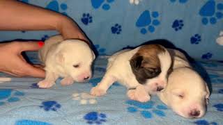 Coton de Tulear Puppies For Sale  Foxy 71024 [upl. by Chauncey]