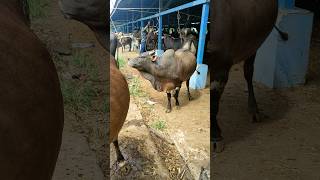 tingkah laku sapi lucu dan pintar shorts youtubeshorts cows pasarhewan lucu [upl. by Sivek681]