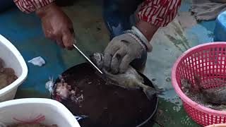 Amazing To Kill Big Siganus Fuscescens With Knife At Floating Seafood Market Of Hong Kong [upl. by Arihday354]