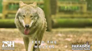 Feed The Wolves  Paradise Wildlife Park 🐺🐾 [upl. by Oirad258]