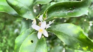 Papilio helenus モンキアゲハ attracted to Kumquat emerging flowers [upl. by Grimes188]