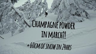 Champagne Powder In March Powder Skiing In 60cm Of New Snow [upl. by Jaddan]