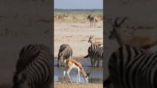 Zebras amp Springboks drinking water at a waterhole wildlife youtubeshorts [upl. by Refanej]