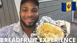 Barbados Black Pats Breadfruit Experience  Cottage Barbados [upl. by Lustig]