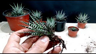 How to grow Zebra Plant Haworthia from cutting [upl. by Ainnek396]