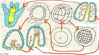 【生物】発生１動物の配偶子形成・ウニの発生 [upl. by Yeaton181]