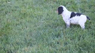 English Springer Spaniel Puppies For Sale [upl. by Anirahs]