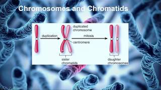 15 introduction to genetics Introduction to Homologous Chromosomes and Sister Chromatids [upl. by Lyons]