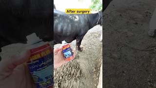 Hygroma surgery  buffalo surgery  vet dr Mudassir  hospitalday vitalcare cow doctorshospital [upl. by Suoicerp]