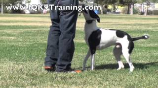 IQ K9 TRAINING  Training a Whippet Border Collie  Carlsbad amp San Diego Professional Dog Trainer [upl. by Huey]