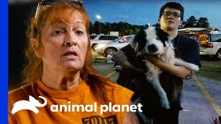 A Miracle Dog Rescue During Terrible Floods In Louisiana  Pit Bulls amp Parolees [upl. by Ballou]