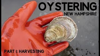 Oystering New Hampshire part 1 Harvesting [upl. by Mcclees466]