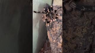 Poecilotheria subfusca lowland feeding [upl. by Nitaf]