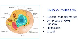 Le endomembrane biologia semplificata [upl. by Dowski]