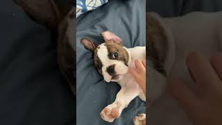 dog puppy cutedog apollothefreelancebulldog [upl. by Nesral]