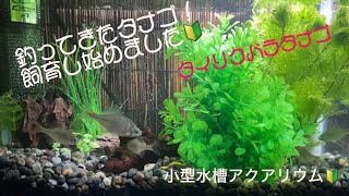 【タナゴ飼育】釣ってきたタナゴ！小型水槽で飼育始めました🔰タナゴ成長記録part 1 [upl. by Idid]