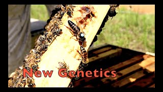 Introducing Caucasian Bees Into Our Apiary [upl. by Sregor]