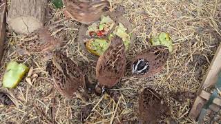 Hanging with Bobwhite Quail 🌿🐤 [upl. by Harland]