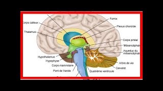 Xanax Lexomil Lysanxia Valium lorazépam Myolastan ces médicaments qui rétrécissent le cerveau [upl. by Galliett]