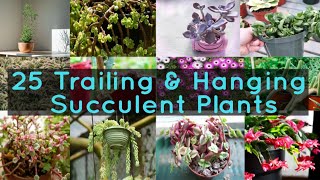 25 Trailing amp Hanging Succulent Plants [upl. by Gorden133]