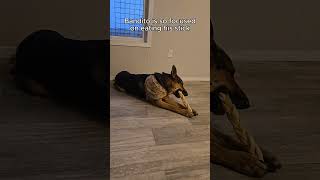 Beaver County Animal Shelter vlog dog puppy fosterpuppy boardingdog care canada alberta [upl. by Tala]