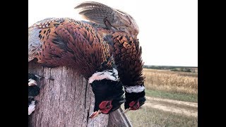 South Dakota Pheasant Hunting [upl. by Araik]