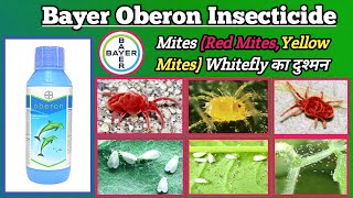 Bayer Oberon बायर ओबेरान Spiromesifen 240 SC  Red Mites Yellow Mites Whitefly का दुश्मन 2021 [upl. by Seerdi]