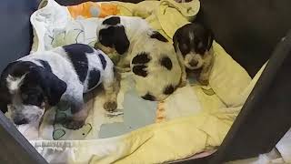 live cam view of Beagle and Coonhound puppies playing together [upl. by Euh]