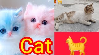 Cat 🐈 🥰🐈🐈🐈🐈‍⬛ Emanadilz7c 🥰🥰 Adil bahtti 😎 ♥️ [upl. by Akyssej901]