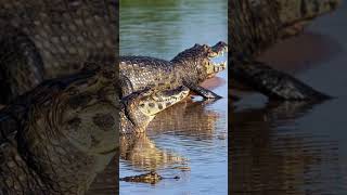 Jacarés NÂO Conseguem Sair da Água Em Marcha Ré shorts jacare alligator crocodile crocodilo [upl. by Jillie]