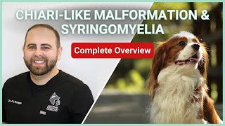 Chiarilike Malformation amp Syringomyelia In Dogs  Symptoms Diagnosis Treatment amp Prognosis [upl. by Odlanra107]