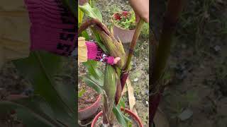 Harvesting butternut kangkong bitter gourd luffa gardening [upl. by Champaigne454]