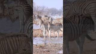 Kudu at Etosha National Park Namibia [upl. by Raffarty36]