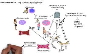 Comprendre les troubles myéloprolifératifs et les syndromes myélodysplasiques [upl. by Ayatnohs]