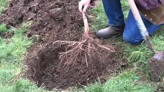 Planting a Bareroot Fruit Tree [upl. by Harrietta]