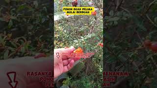 Pohon buah delima mulai berbuah bibitbuah [upl. by Mcneely874]