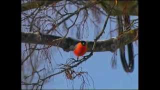 Domherre  Pyrrhula pyrrhula  Eurasian bullfinch  ljudsound [upl. by Aerdnwahs]