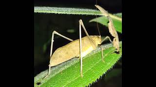 Malayan bush cricket Mecopoda elongata singing in the bush [upl. by Atteuqihc]