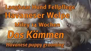 Fellpflege Welpe kämmen grooming Langhaar Hund Havaneser Havanese Puppy [upl. by Skipper926]