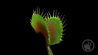 Deadly Plants Killing Bugs  Carnivorous Plant Timelapse [upl. by Bigler]