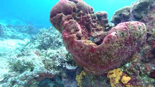 17 Macro Coral Shots Yucab Reef Cozumel [upl. by Maurreen]