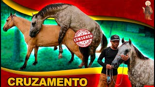 Nossa égua Dianna com cavalo Zeus [upl. by Stinky]