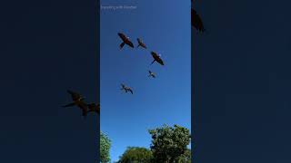 Walt Disneys Animal Kingdom  Kingdom Takes Flight  A Pandemonium of Parrots Tree of Life [upl. by Ode]