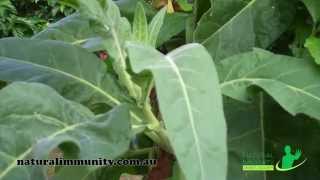 Tobacco Nicotiana tabacum [upl. by Whallon403]