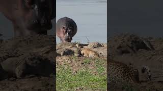 Leopard Dines With Crocs And Hippo [upl. by Sankey]