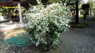 Hibiscus plant with white leaves [upl. by Martina]