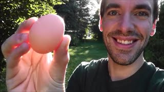 Speckled Sussex First Eggs [upl. by Garcon]